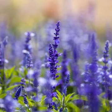 Lavender flowers, close-up, selective focus Stock Photos