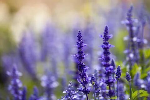 Lavender flowers, close-up, selective focus Stock Photos