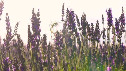 Lavender Flowers Close Up Sun Flare Blowing in the Wind. Purple Fields Stock Footage 280221024