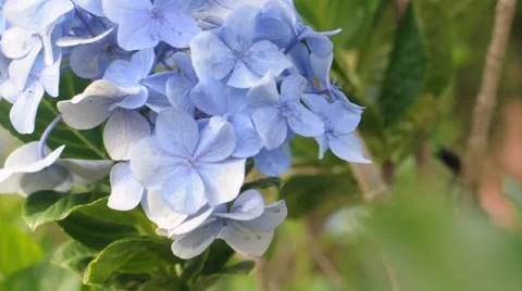 Lavender Flowers Closeup Vídeos de archivo 67295465