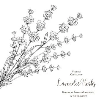 Lavender flowers in closeup. Stock Illustration