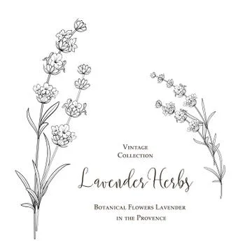 Lavender flowers in closeup. Stock Illustration