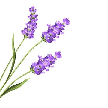 Lavender flowers in closeup. Stock Illustration