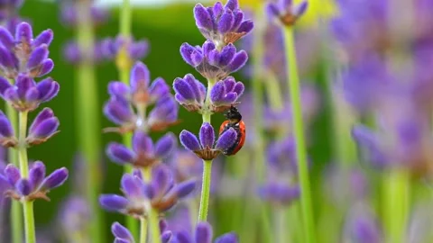 Lavender flowers closeup with ladybug crawling on it Stock Footage 201156445