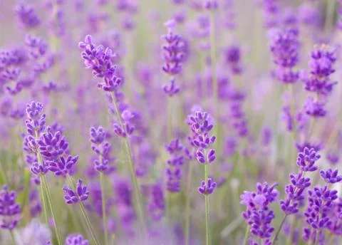 Lavender flowers closeup Stock Photos