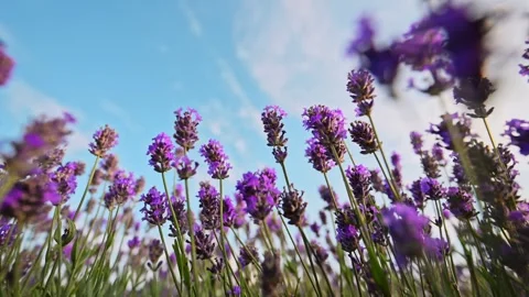 Lavender flowers dance gently against a backdrop of sky and soft clouds. Vídeo Stock 292680732