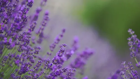 Lavender flowers dancing in wind, peaceful countryside vibe Stock Footage 332304727