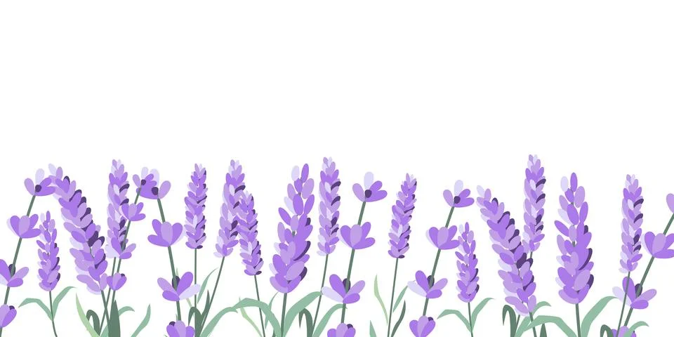 Lavender flowers elements. Lavender background. Collection of lavender flower Stock Illustration