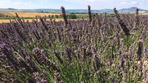 Lavender flowers on the field with dry fields in background Stock Footage 93105886