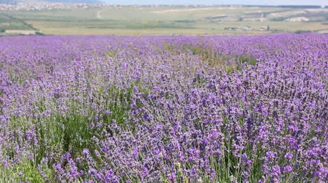 Lavender flowers field Stock Footage 27112759