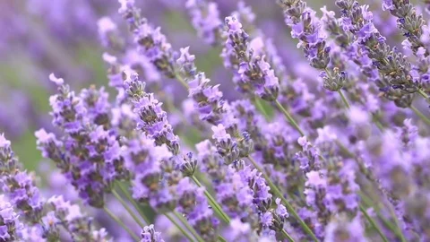 Lavender flowers on the field Stock Footage 72072765