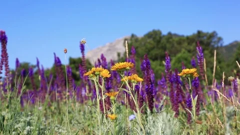Lavender flowers on the field Video stock 74516440