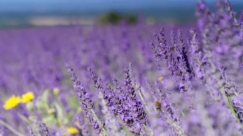 Lavender flowers on field Stock Footage 156968431
