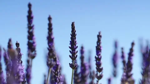 Lavender flowers on field Stock Footage 156972703