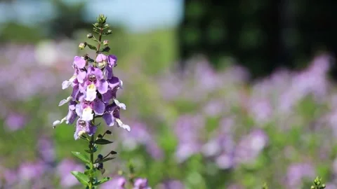 Lavender flowers in the field Видео 310919772