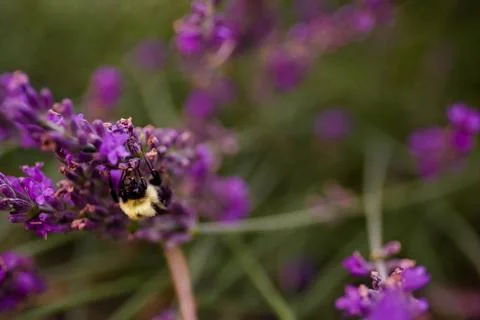 Lavender flowers in the field. Selective focus. Natural lavender field macro Stock Photos