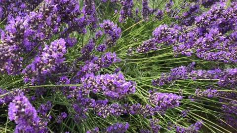 Lavender flowers fields in Provence, Valensole, France. Stock Footage 179380346