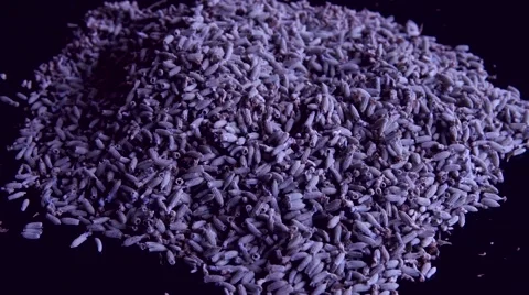 Lavender flowers Stock Footage 52520340