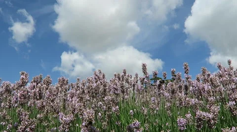 Lavender flowers Stock Footage 52786480
