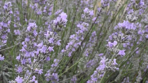 The lavender flowers Stock Footage 77061404