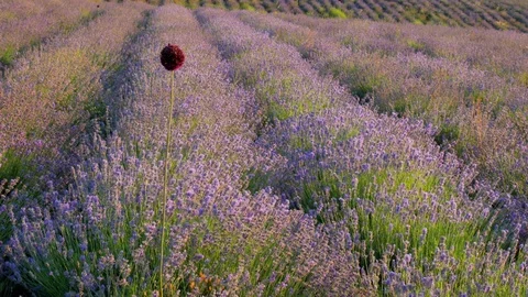 Lavender flowers. Video stock 82769888