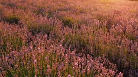 Lavender flowers. Stock Footage 82769894