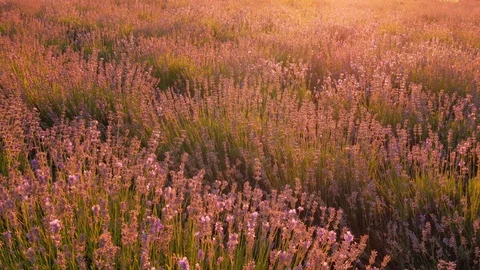 Lavender flowers. Video stock 82769913