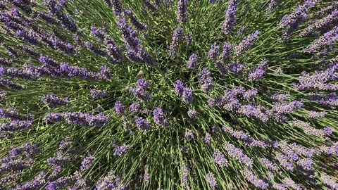 Lavender Flowers Stock Footage 104013100