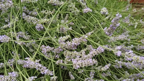 Lavender flowers Stock Footage 113424337