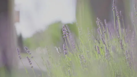 Lavender flowers Stock Footage 130574973