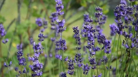 Lavender flowers Stock Footage 133188143