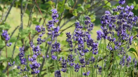 Lavender flowers Stock Footage 133456426