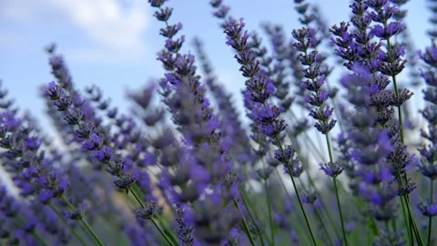 Lavender Flowers Stock Footage 158460674