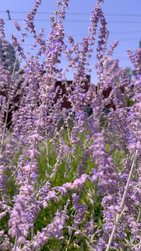 Lavender flowers Stock Footage 340270137