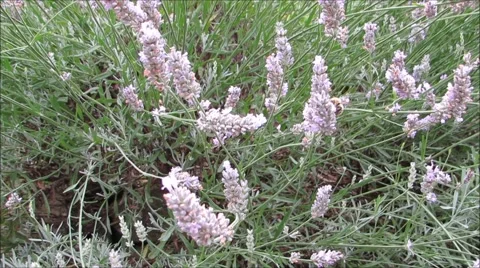Lavender flowers with foraging bees. Stock Footage 67547525