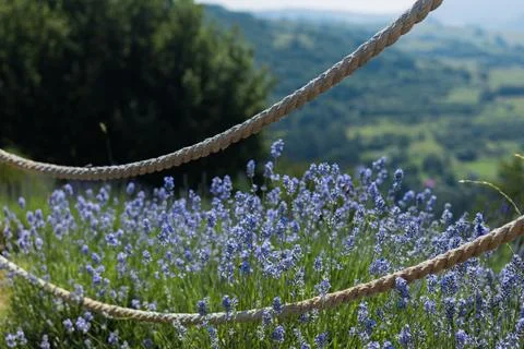 Lavender Flowers Framed by Rustic Rope Fence Фото