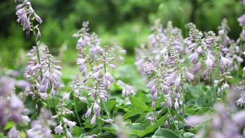 Lavender flowers in the garden Stock-Footage 310079720