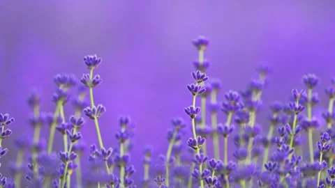 Lavender flowers gently moving in slow motion against a soft lavender background Stock Footage 290974987