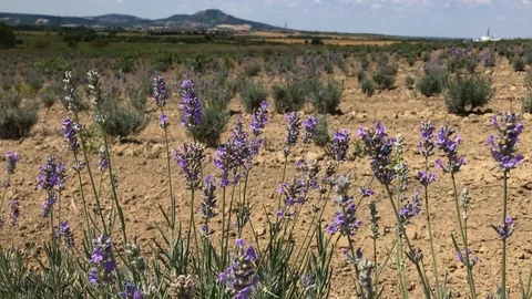 Lavender flowers with a hill in background Stock Footage 92762096