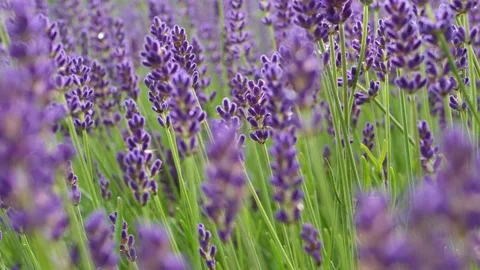 Lavender flowers in a large meadow Stock Footage 134739616