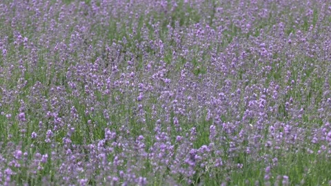 Lavender flowers in the lavender field. 库存影片 328455437