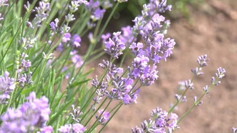 Lavender flowers in the lavender field. Selective focus. Stock Footage 328455394