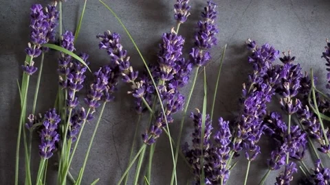 Lavender flowers lying on grey background 库存影片 143195133