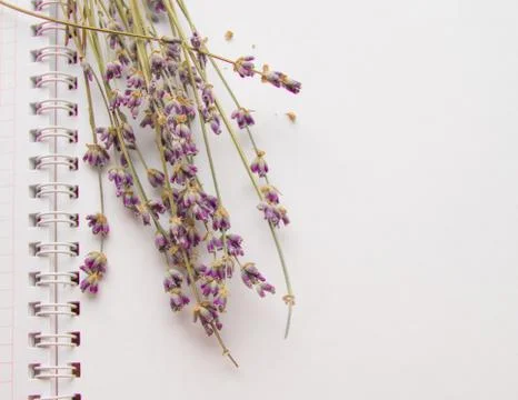Lavender flowers lying on an open notebook, CONCEPT FLAT LAY, TOP VIEW closeu Foto stock