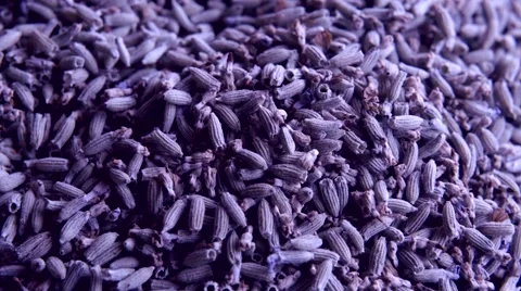 Lavender flowers macro Stock Footage 52520565