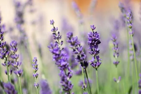 Lavender Flowers Macro Stock Photos