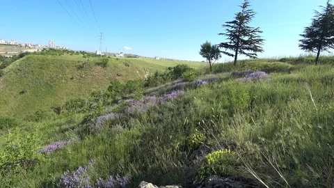 Lavender Flowers On A Mountainside With Some Trees And Structures Behind Stock Footage 109366709