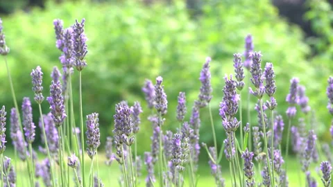 Lavender flowers moving on the wind. Bright green natural background Stock Footage 170457374