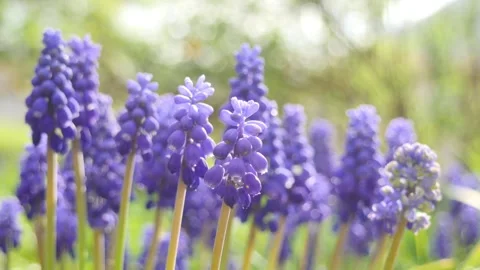 Lavender flowers out in the meadow Stock-Footage 240767474