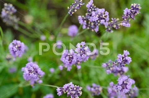 Lavender flowers Stock Photos